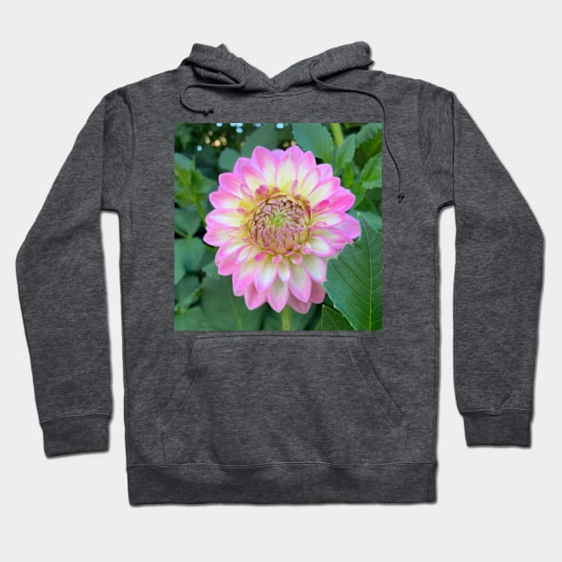 Bright Pink, Yellow And White Dahlia Bloom Hoodie by KirtTisdale